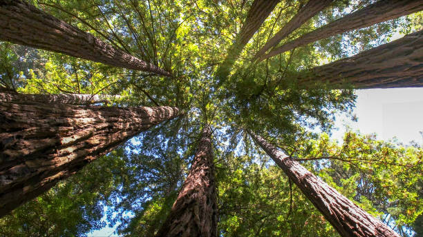 How Our Tree Care Process Works  in East Quincy, CA